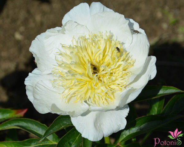 APHRODITE´S KISS