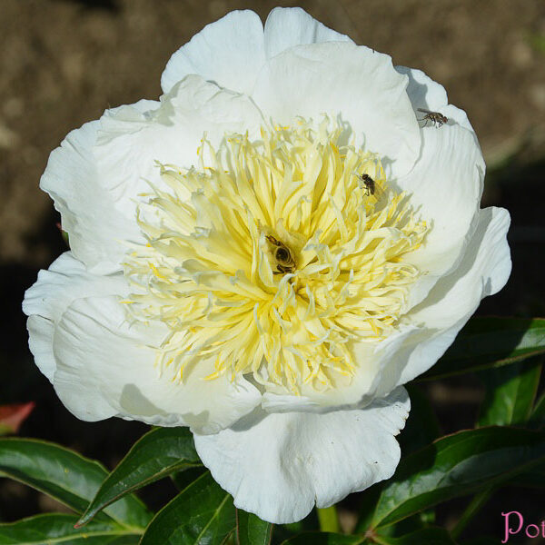 APHRODITE´S KISS