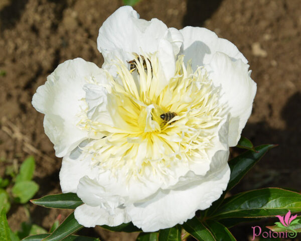 APHRODITE´S KISS - Image 2