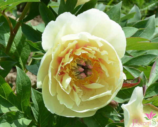 BORDER CHARM - Image 2