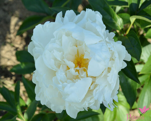 BOWL OF CREAM - Image 3