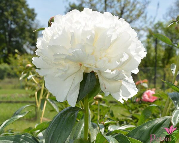 BOWL OF CREAM - Image 2