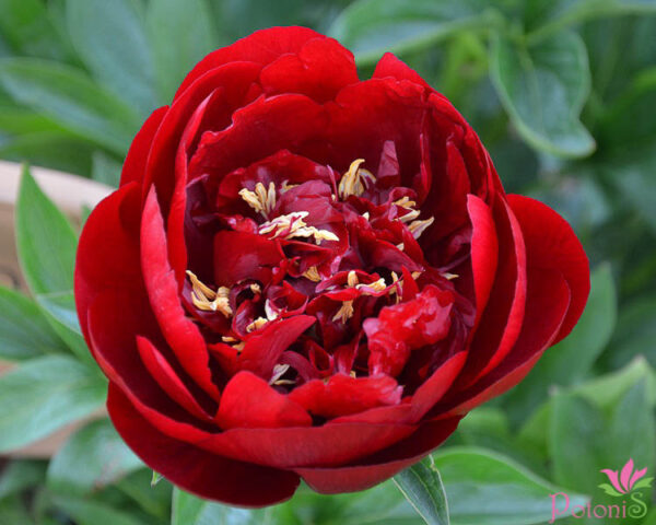 BUCKEYE BELLE - Image 3