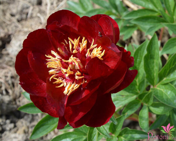 BUCKEYE BELLE - Image 4
