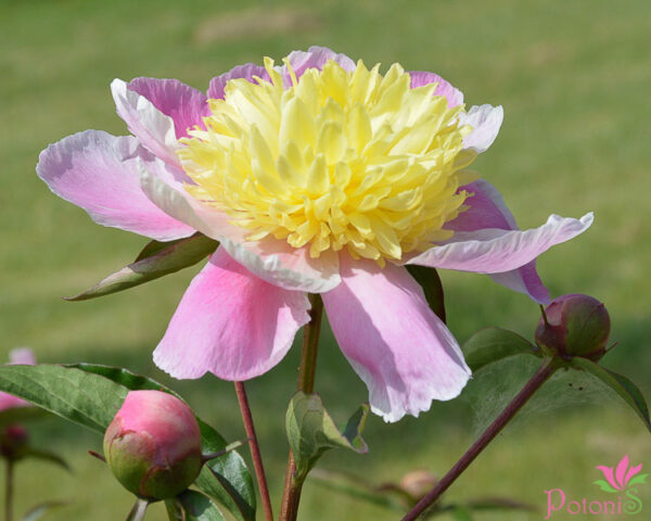 BUTTER BOWL - Image 2