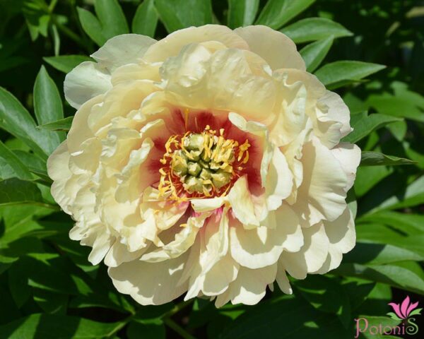 CANARY BRILLIANTS - Image 2