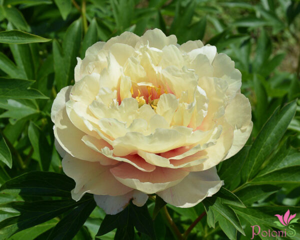 CANARY BRILLIANTS
