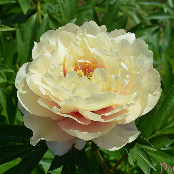 CANARY BRILLIANTS