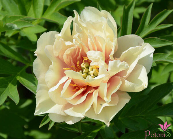 CANARY BRILLIANTS - Image 3