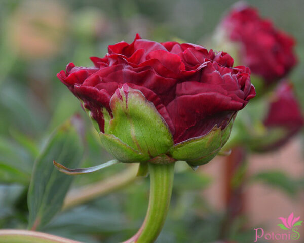 CAROL - Image 3