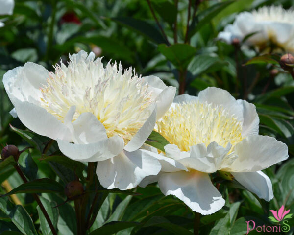 CARRARA - Image 2