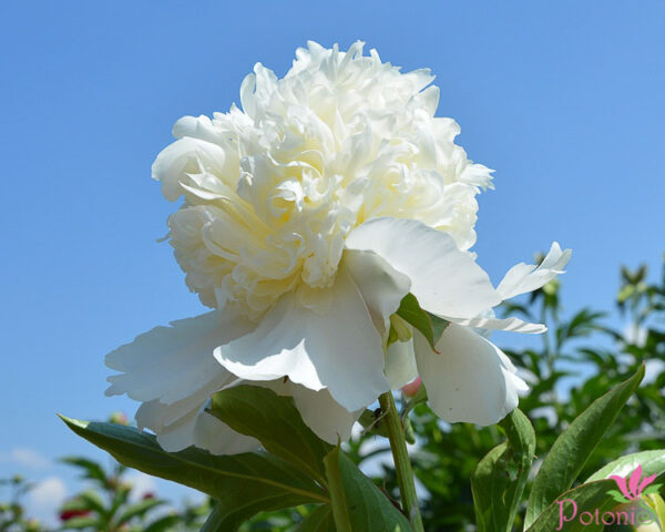 CHARLIE´S WHITE