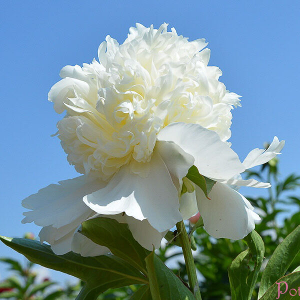CHARLIE´S WHITE