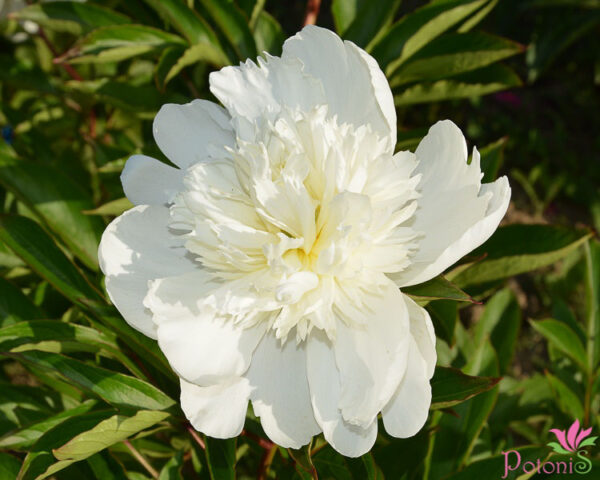 CHARLIE´S WHITE - Image 2