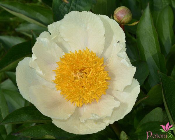 CLAIRE DE LUNE
