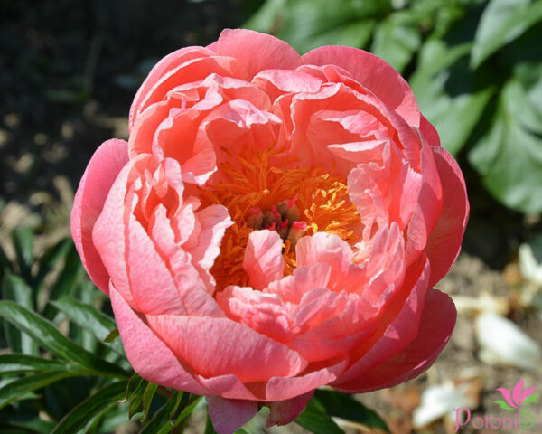 CORAL CHARM