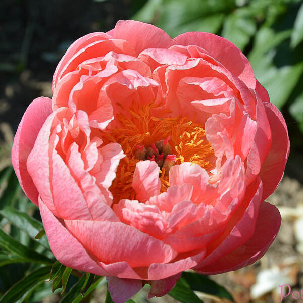 CORAL CHARM