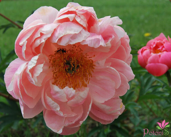 CORAL CHARM - Image 2