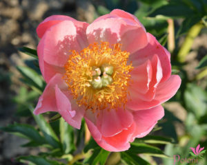 CORAL 'N´ GOLD