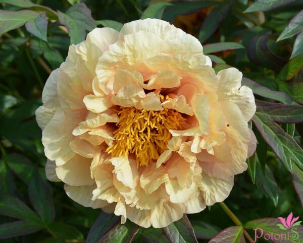 DAMASK