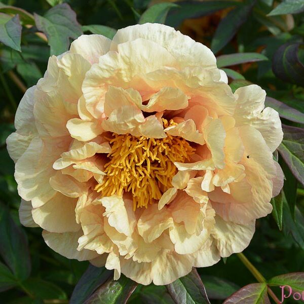 DAMASK