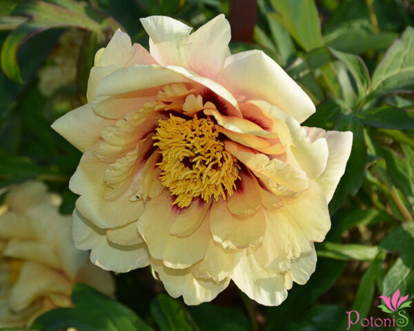 DAMASK - Image 2