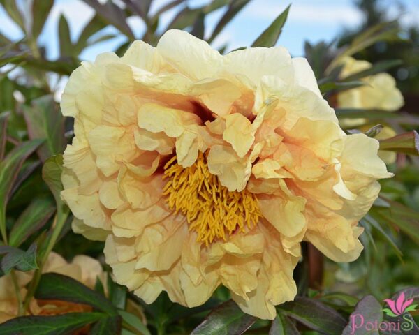 DAMASK - Image 3