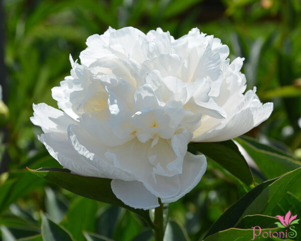 DORIS COOPER