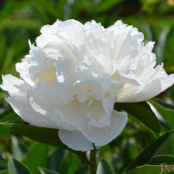 DORIS COOPER