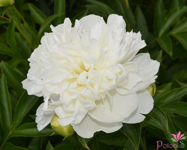 DUCHESSE DE NEMOURS