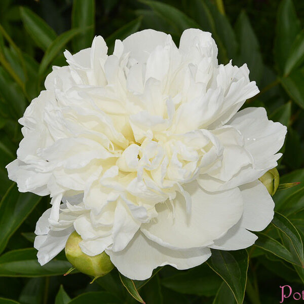 DUCHESSE DE NEMOURS