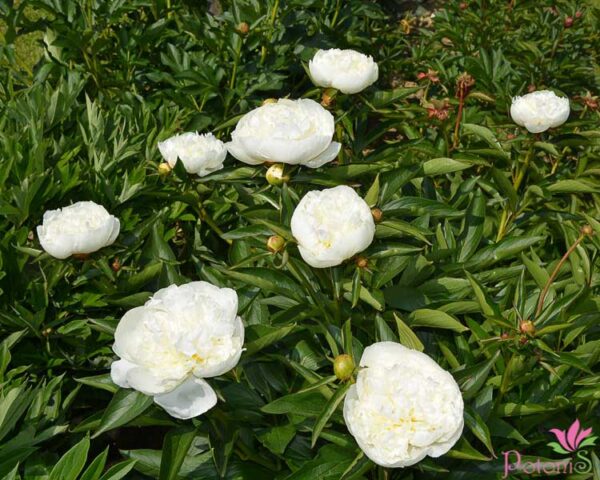 DUCHESSE DE NEMOURS - Image 2
