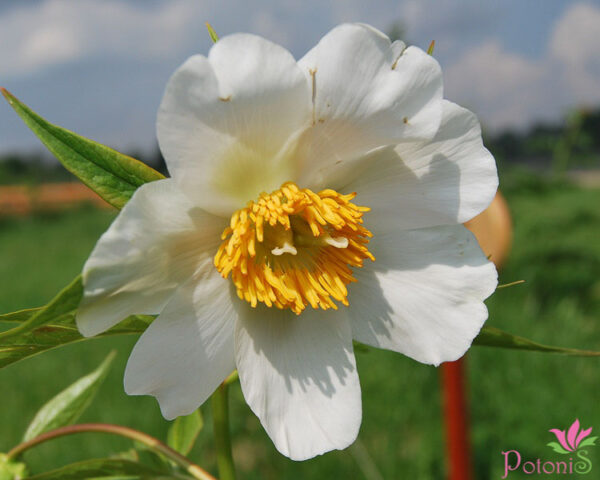 EARLY WINDFLOWER - Image 2