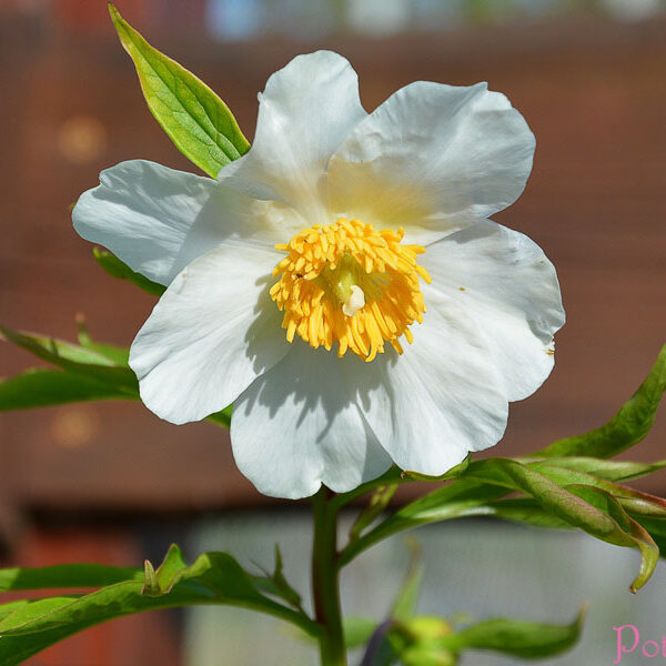 EARLY WINDFLOWER