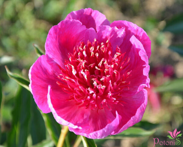 EASY LAVENDER - Image 2