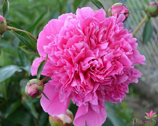EDULIS SUPERBA