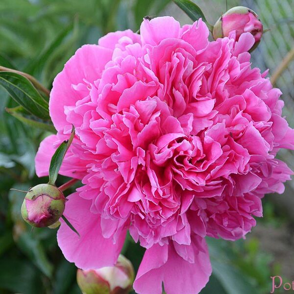 EDULIS SUPERBA