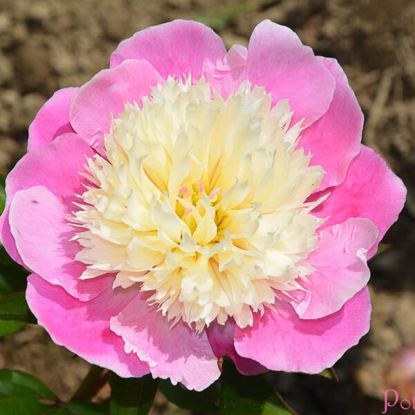 EMBRACEABLE PINK