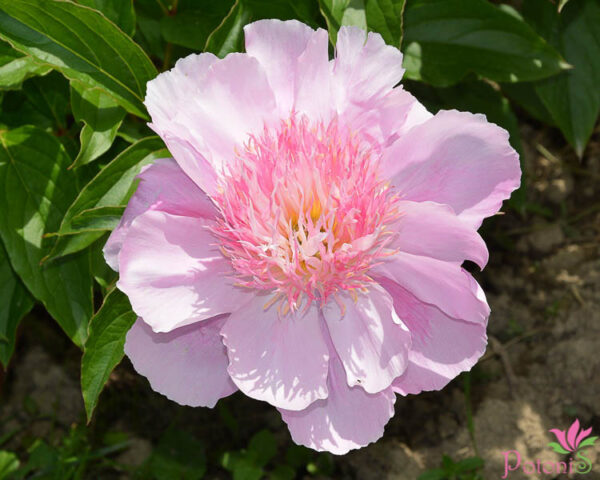 FANCY NANCY - Image 2