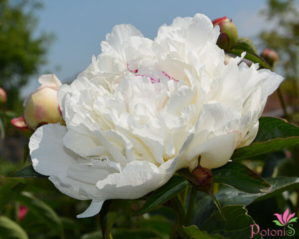 FESTIVA MAXIMA
