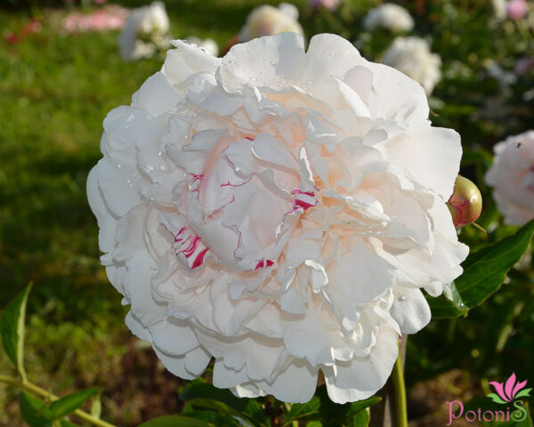 FESTIVA MAXIMA - Image 3