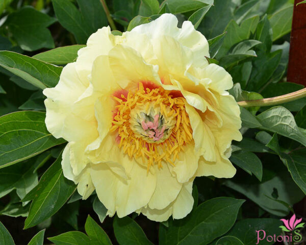 GARDEN TREASURE - Image 2