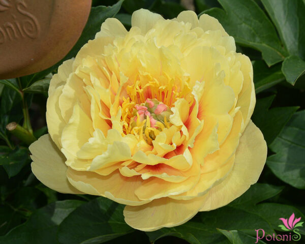 GARDEN TREASURE