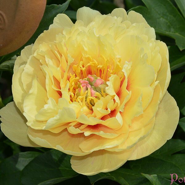 GARDEN TREASURE