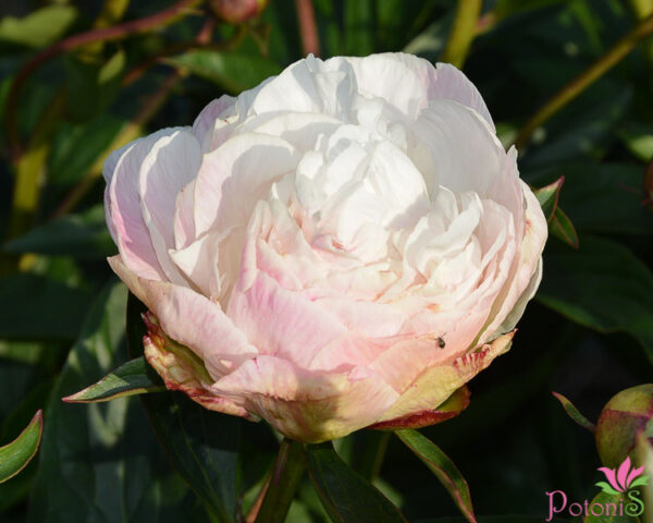 GARDENIA