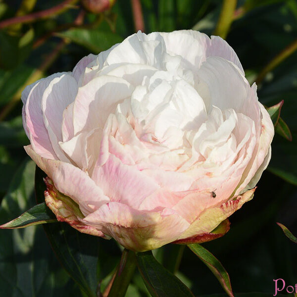 GARDENIA
