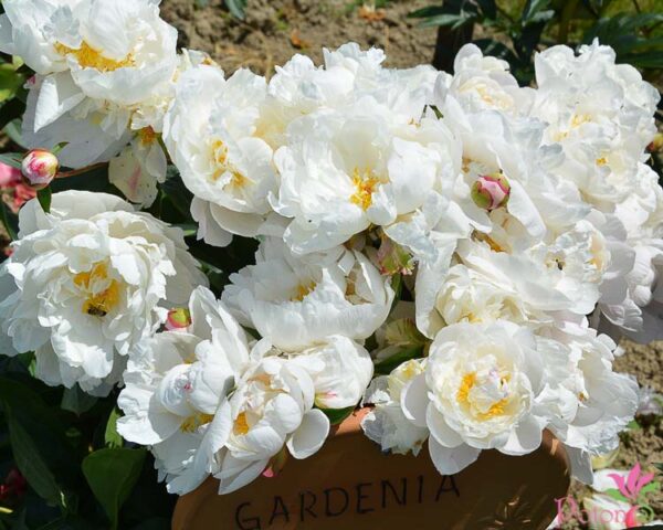 GARDENIA - Image 2