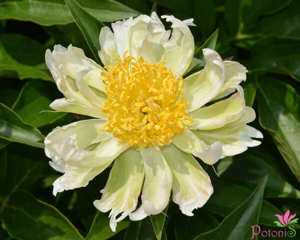 GREEN LOTUS