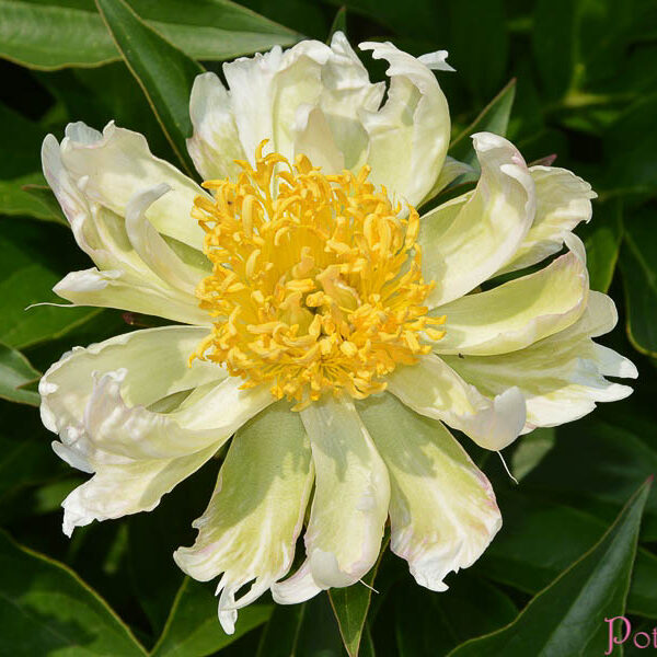 GREEN LOTUS