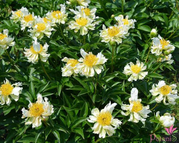 GREEN LOTUS - Image 2